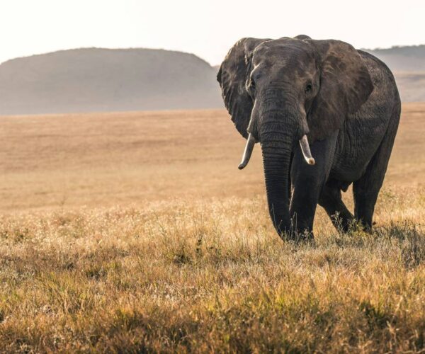 8-Day Kenya & Tanzania Safari with Zanzibar Extension