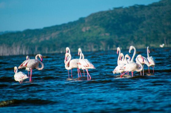 3-Day Midrange Rift Valley Safari