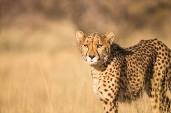 6-Day Wildlife & Primate Safari