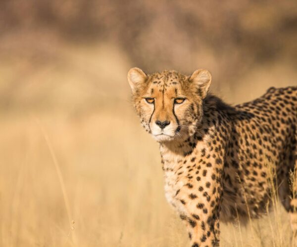 6-Day Wildlife & Primate Safari