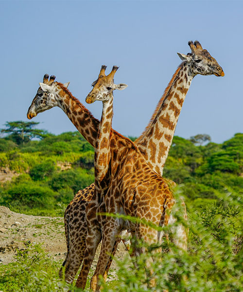 Tanzania