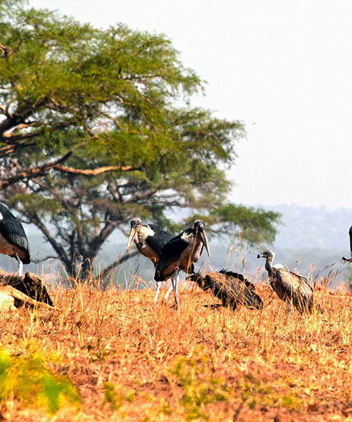 Uganda