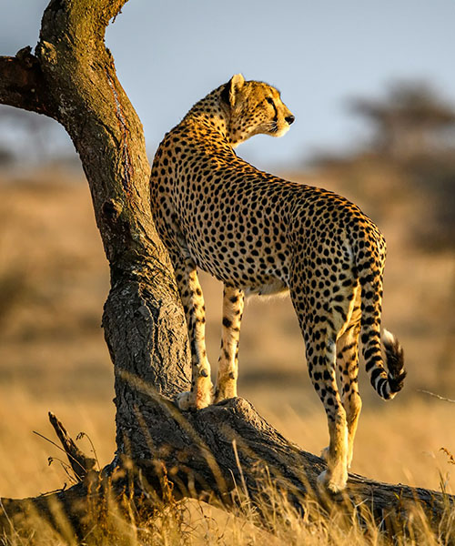 Kenya