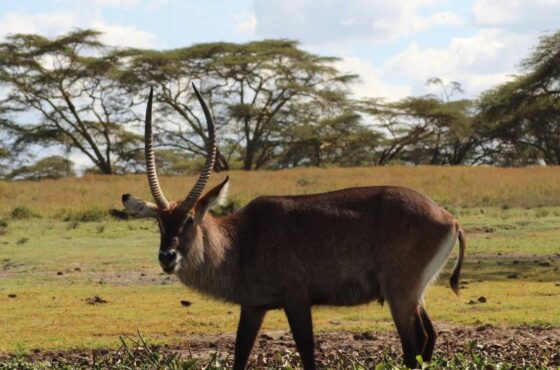 4-Day Mara & Naivasha Luxury Safari Escape