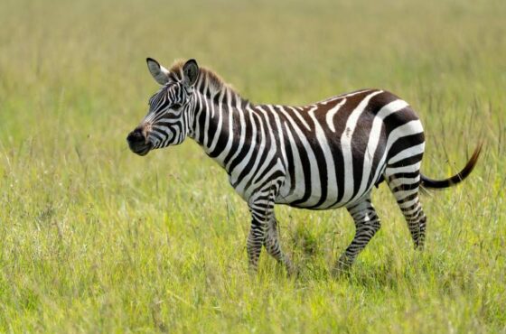  4-Day Midrange Mara & Naivasha Experience