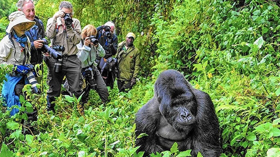 8-Day Uganda Safari: Wildlife & Gorilla Trekking