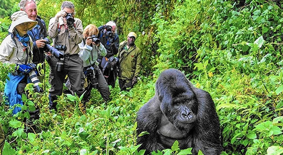 8-Day Uganda Safari: Wildlife & Gorilla Trekking